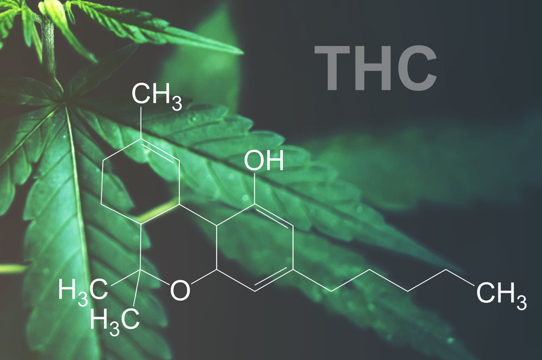 THC Bestimmung des THC-Gehalts