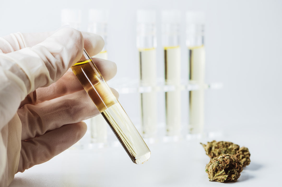 CBD FLOWERS Bestimmung des Cannabinoid- und Nikotingehalts